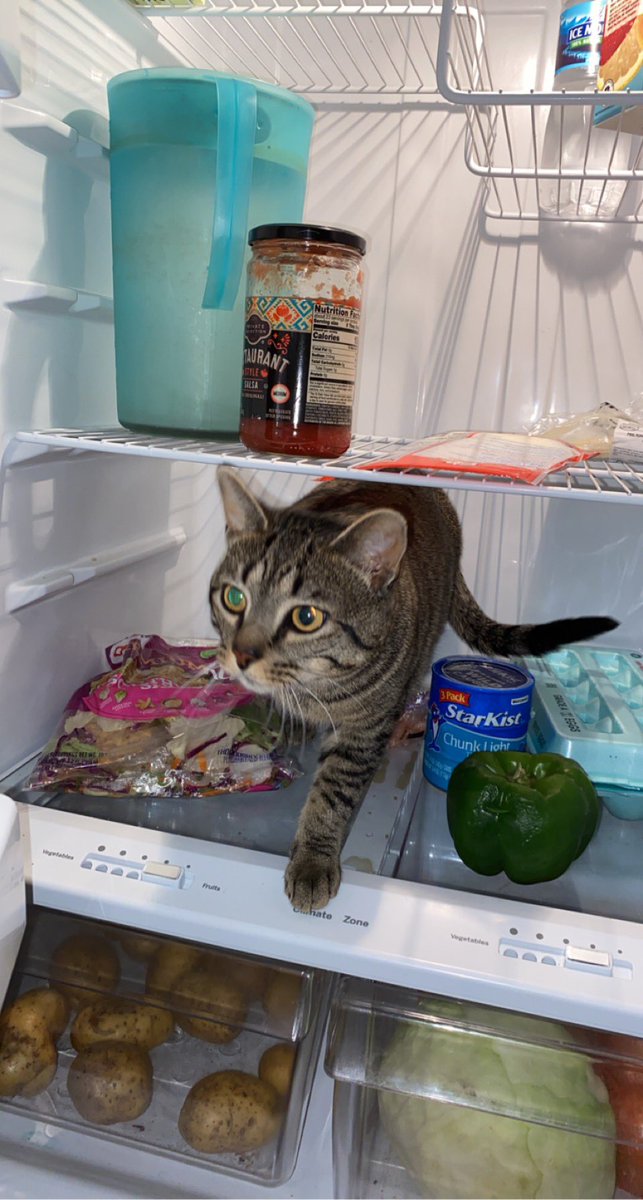 Does y’all’s pets do this or just mine