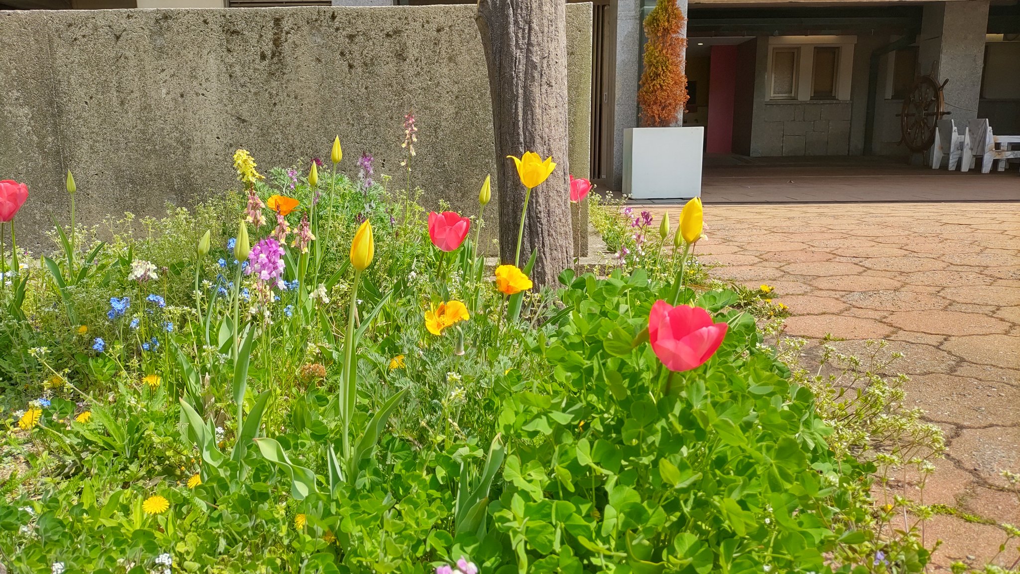 芝政ワールド 夏のような気温が続きますが 足元では春です 芝政ワールド T Co Sbsopwmund Twitter
