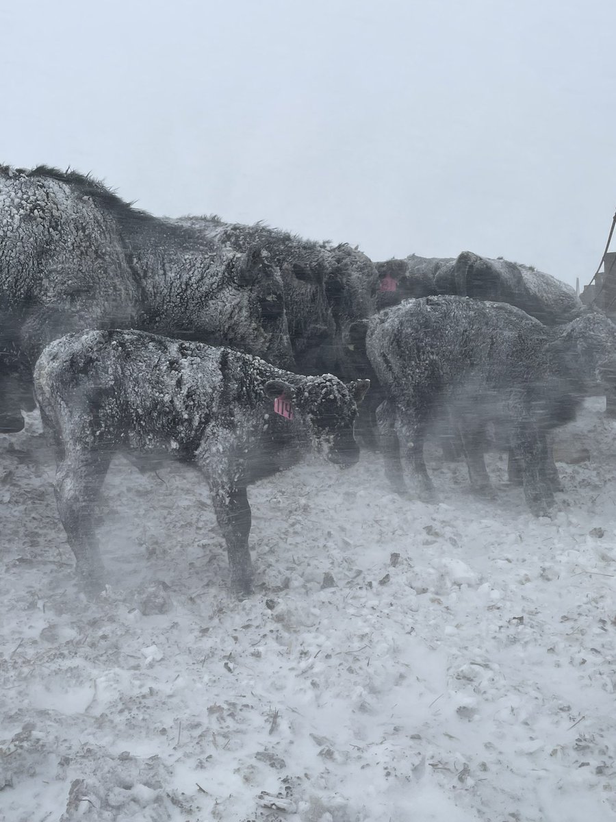Heaven8Nine's tweet photo. Hang in there….#NorthDakota #Aprilblizzard #ranching #angus #calving2022 https://t.co/raWEOD2vq7