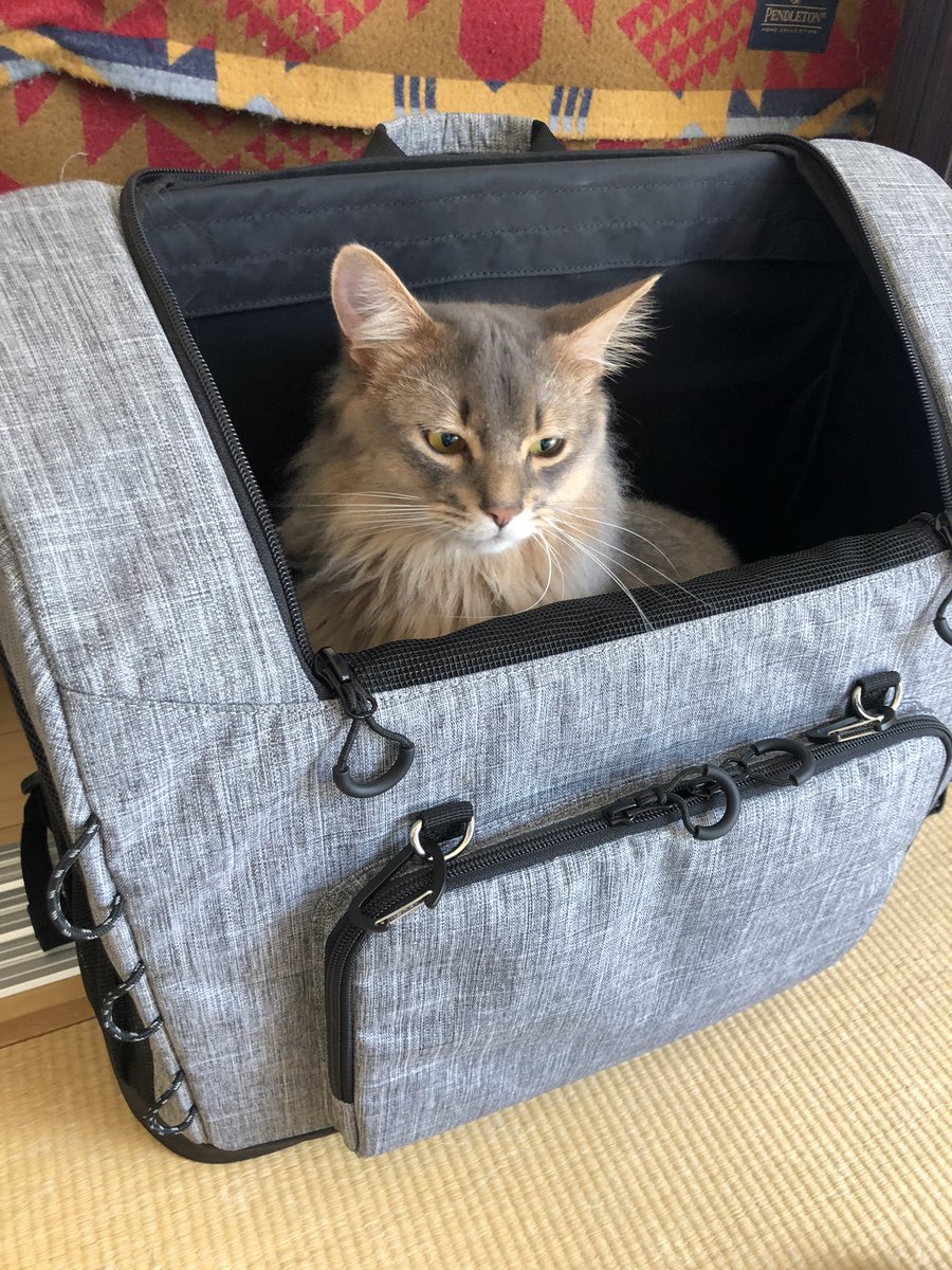d_manin's tweet photo. テオくんのワクチン接種のために病院行ったら、2時間待ちの混雑のため夕方出直すことに…

テオの病院帰り必ずキャリーの入り心地を確認するカイル
と、
ご機嫌斜めのテオ🥲

#ソマリ #猫 #猫のいる暮らし #猫好きさんと繋がりたい https://t.co/kB2uGy52nx