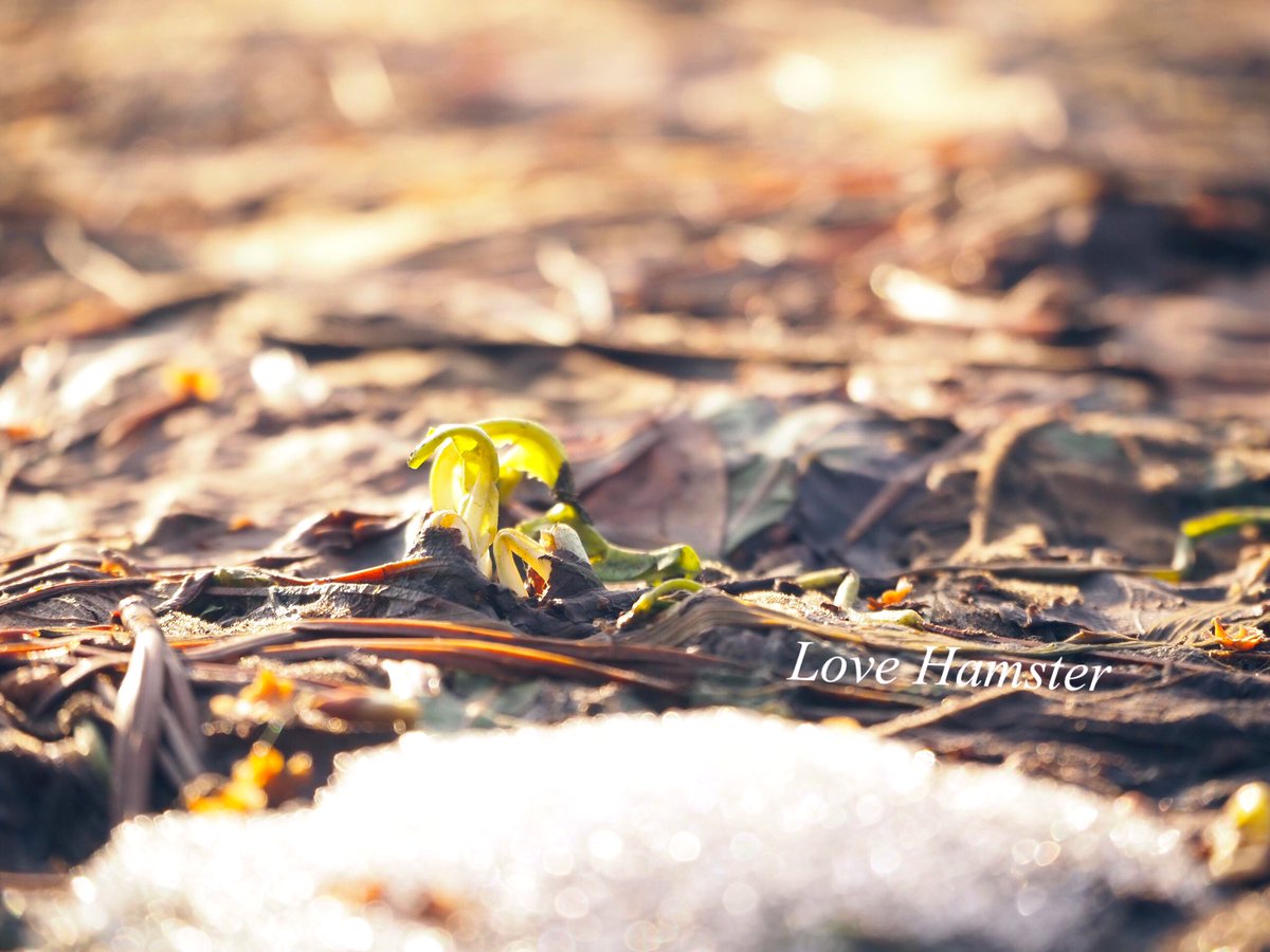 hamster_snow's tweet photo. 春を探して川の土手へ
　残雪の向こうに可愛い新芽🌱

#写真 #写真好きな人と繋がりたい #カメラ好きな人と繋がりたい #北海道 #Hokkaido #春 #キリトリセカイ #カメラ好きな人と繋がりたい #春 #OLYMPUS https://t.co/YCoJO2EJ5Q