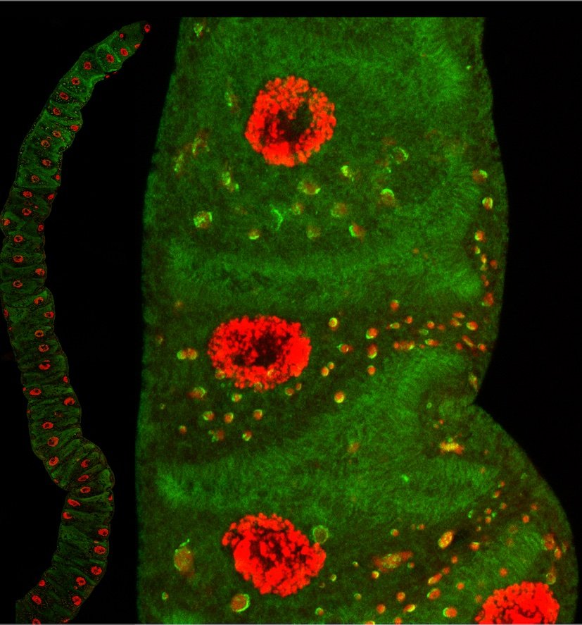 Nils Schuth 🇺🇦 tweet media