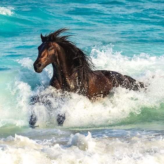 tonyy66's tweet photo. "Dame señor la fuerza de las olas del mar, que hacen de cada retroceso un nuevo punto de partida.“

- Gabriela Mistral -

#AlmadeCaballo https://t.co/jwFqiBHF2E