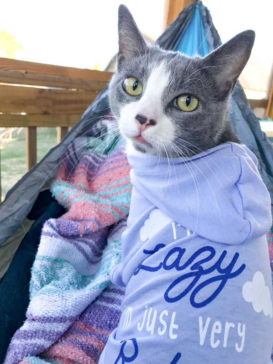 This is the LAST NIGHT to support The Puppurr! 
Please check out the website! thepuppurr.com

The more submissions, shares, &amp; overall more engagement on the website significantly help! 
 
#CatsOfTwitter #cats #community #help #Caturday #support #help #cat #blog #Animal