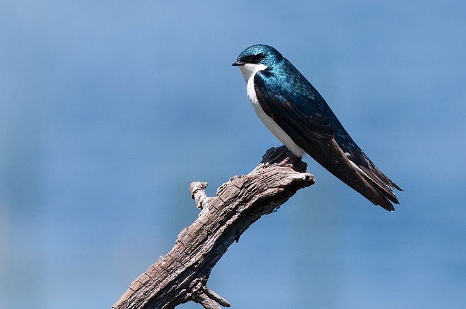 tweettweetshae's tweet photo. BOTW : Tree swallows. They are streamlined small songbirds with long pointed wings and short tail. Males had a blue green shade above and white below while females duller with more brown underparts, they feed on small insects and catch in their mouth during acrobatic flight! https://t.co/cRo1A76wuE