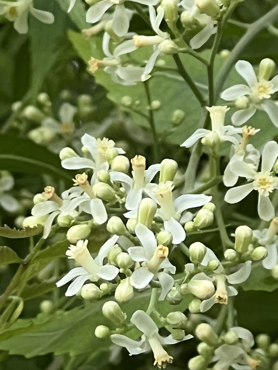 rameshpandeyifs's tweet photo. Neem is flowering gregariously. Their tiny white aromatic flowers are beautiful. They are used in various ways. Any guesses. #Neem https://t.co/6kfvRifjJh
