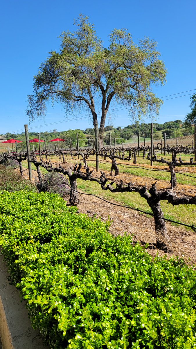 Working hard on episode #8 of Obsessed with Wine podcast.  Coming Saturday April 16th.  Cheers! 

obsessedwithwine.net

#podcaster #wine #pasowine #PodNation #buzzsprout #obsessedwithwine #winetime