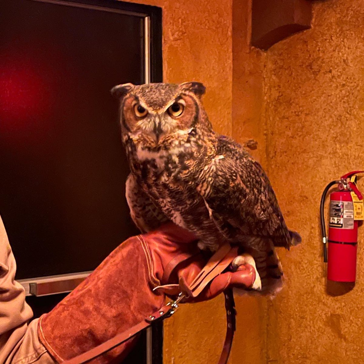 danielknoxmusic's tweet photo. It is happening again at @musicboxtheatre What a swell #TwinPeaks night for #DavidLynch A Complete Retrospective. We had a real owl 🦉from the Stillman NatureCenter, Laura Palmer Roast Coffee from @gwcoffee and delicious cherry pie from @bangbangpie w #FWWM on 35mm ▵▵💔🔥🥧☕️ https://t.co/sOkKOrobzQ