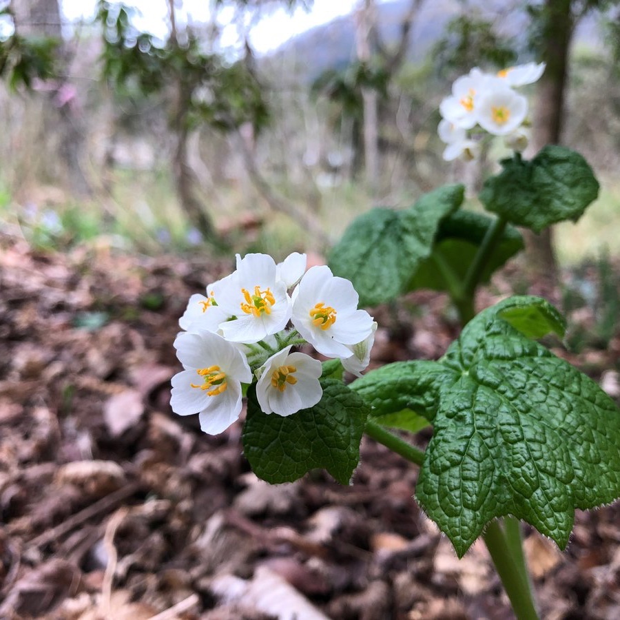 サンカヨウ Twitter Search Twitter