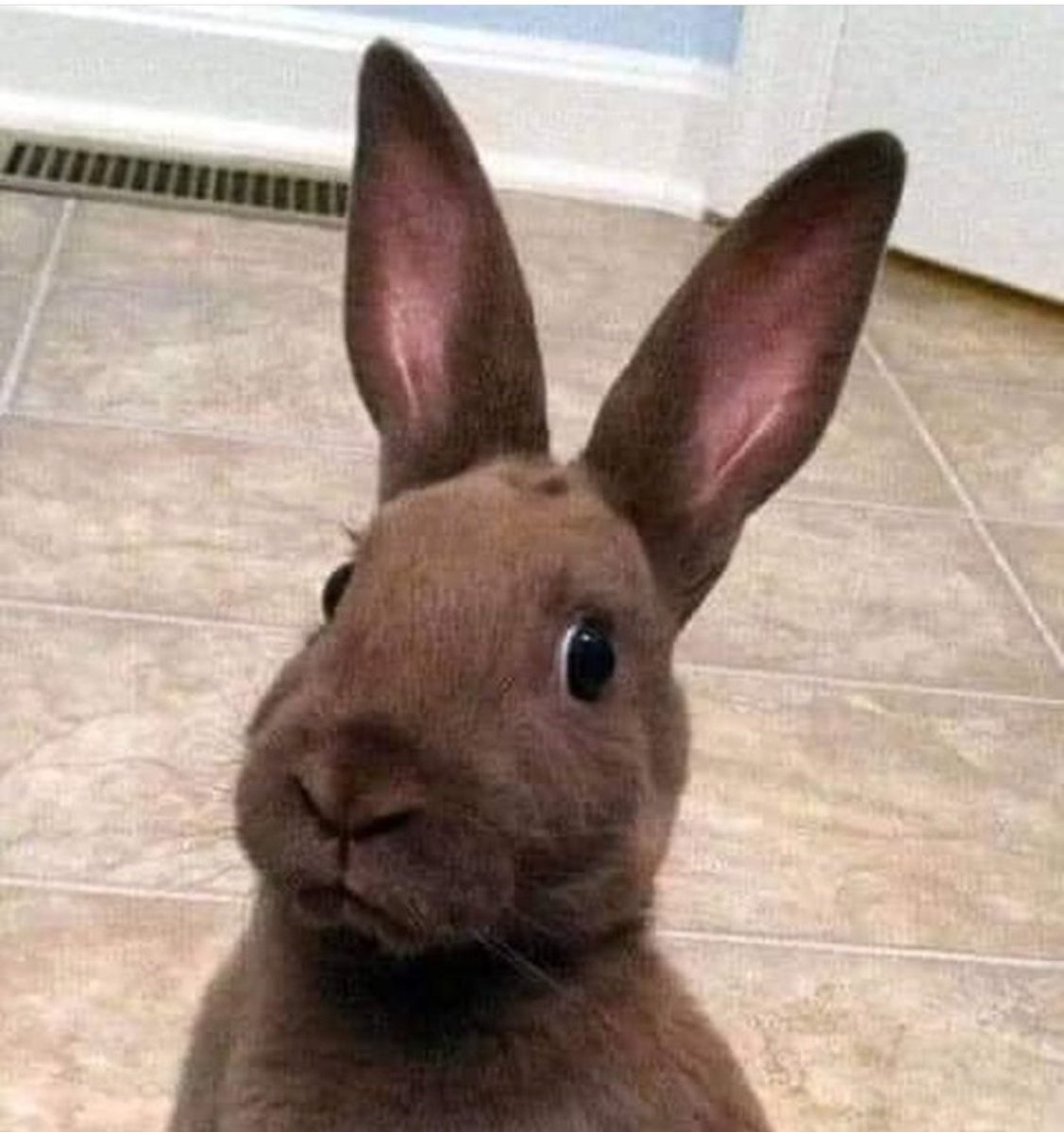 El conejo de pascua viendo como chupas esos huevos que no son de chocolate 