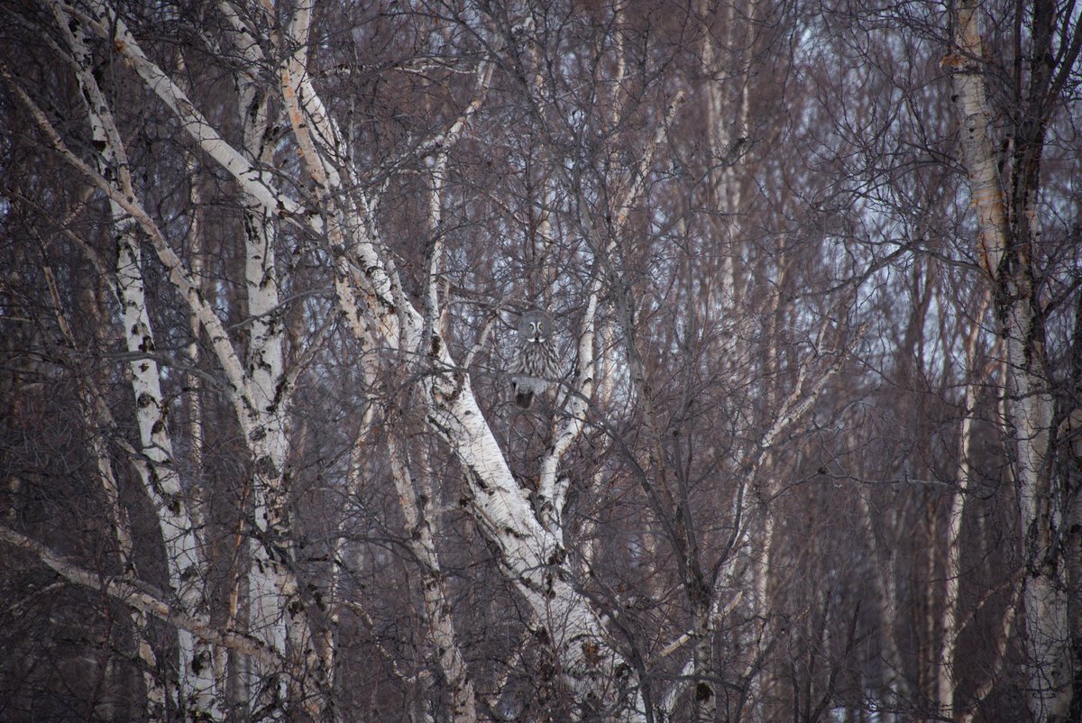mrPasvik's tweet photo. Great Grey in Pasvik today. #greatgreyowl #pasvik https://t.co/bWq4w3K8aY