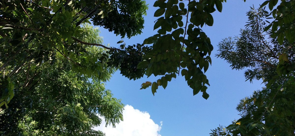 WiChan16x1's tweet photo. It's been a thousand days. The weather now is nice, X1....  @x1official101 @x1members https://t.co/jVKeJaKjo3