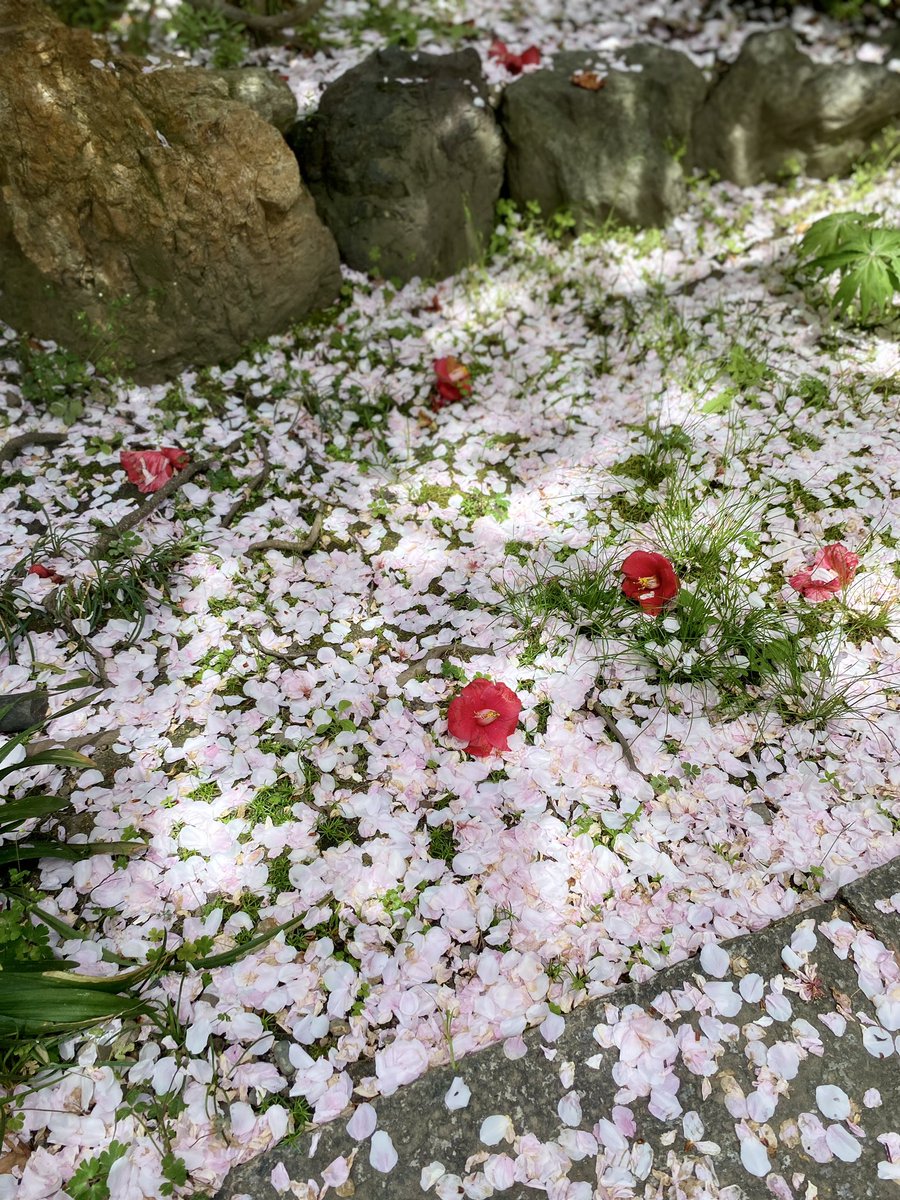 umeya_kyoto's tweet photo. 梅夜から徒歩1分で行ける
雨宝院。
散った花びらのほのかなピンク色が
素敵。

木漏れ日も美しく、こじんまりした静かな空間。

たくさん写真を撮りに来てる人がいて
ちょっとびっくり。 https://t.co/lnkypNArHo