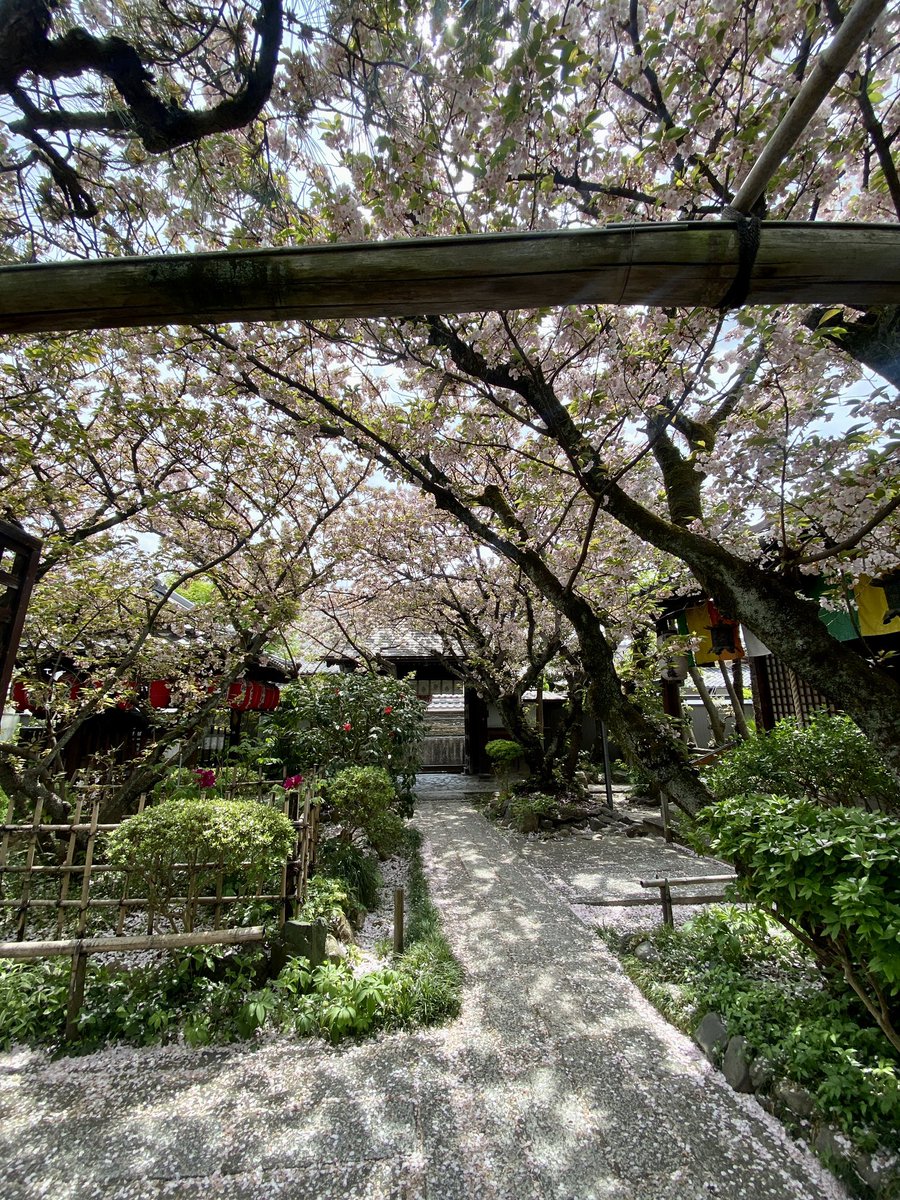 umeya_kyoto's tweet photo. 梅夜から徒歩1分で行ける
雨宝院。
散った花びらのほのかなピンク色が
素敵。

木漏れ日も美しく、こじんまりした静かな空間。

たくさん写真を撮りに来てる人がいて
ちょっとびっくり。 https://t.co/lnkypNArHo