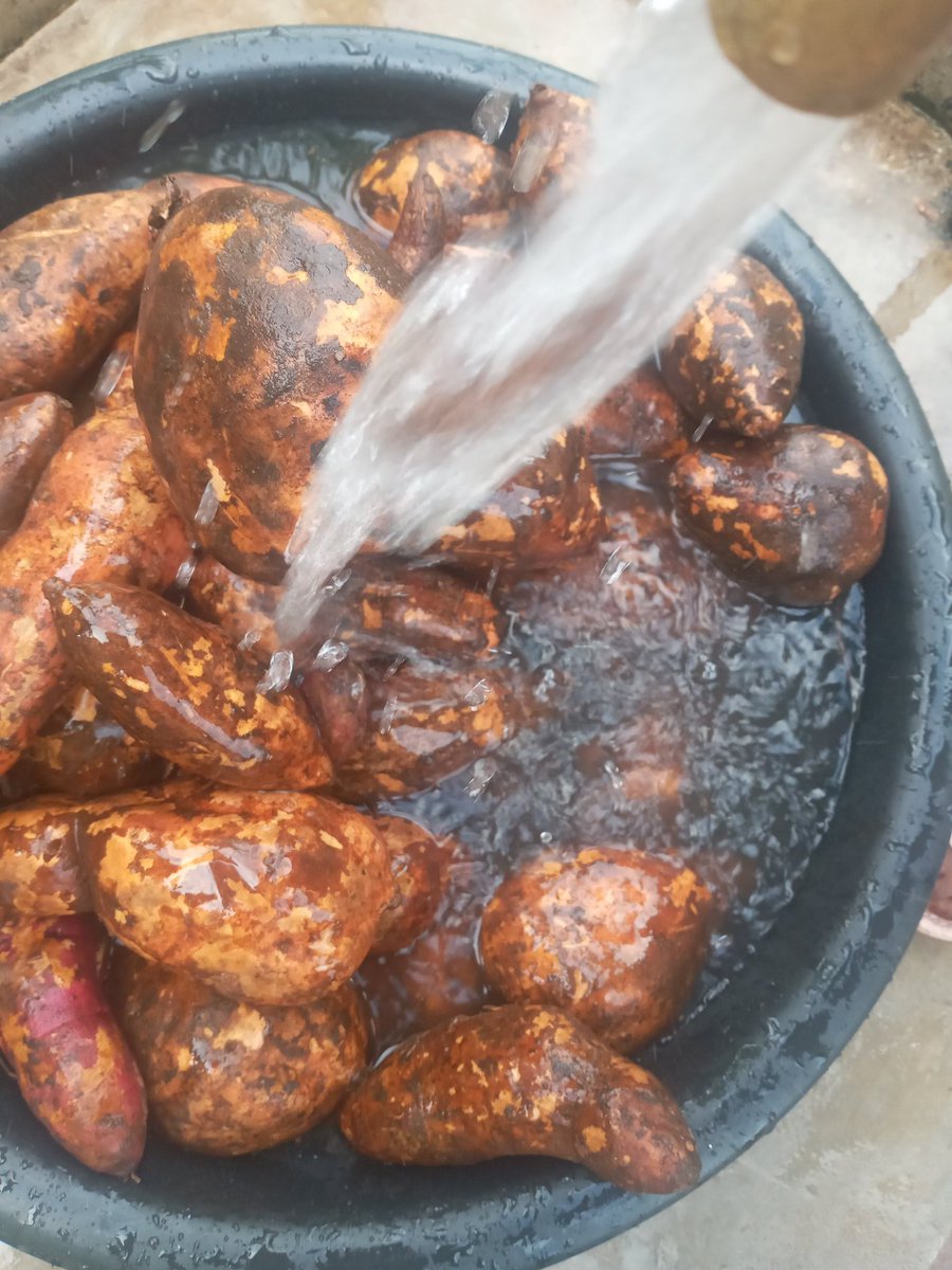 #MHNUCOFARM
Orange Fleshed sweet potatoes from our farm #Valueaddition #Investing in #NutritionSensitive and #Specific #intervention to fight #malnutrition
@AGRAAlliance  <a href="/HarvestPlusTZ/">HarvestPlus Tanzania</a> <a href="/Cipotato/">International Potato Center</a> <a href="/GAIN_TANZANIA/">GAIN TANZANIA</a> <a href="/EnockMusinguzi1/">Enock Musinguzi</a> <a href="/berna_shosho/">Berna Shosho</a>   <a href="/SUNBN_TANZANIA/">SBN Tanzania</a>