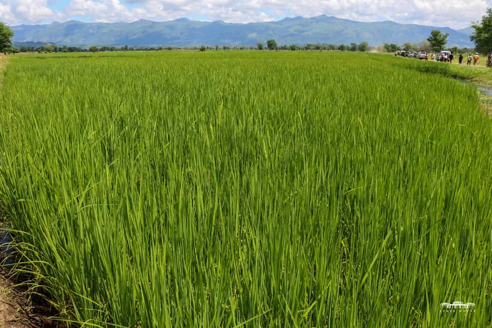 date_africa's tweet photo. 🇳🇦Namibia : As he continues the crop inspection tour which His Excellency the President of the Republic of Malawi, Dr. Lazarus McCarthy Chakwera today inspected the -800 hectare- Bwanje Irrigation Scheme in the area of Traditional Authority Kachindamoto in Dedza.

#utdanamibia https://t.co/0PkmIQPSX4