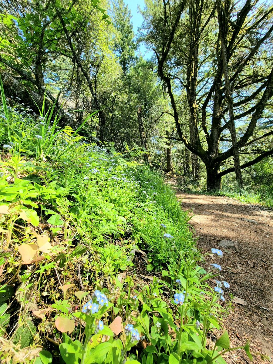 coastpac2's tweet image. #nature #path #Flowers #trees #forest #colors #NatureBeauty #photo #photography