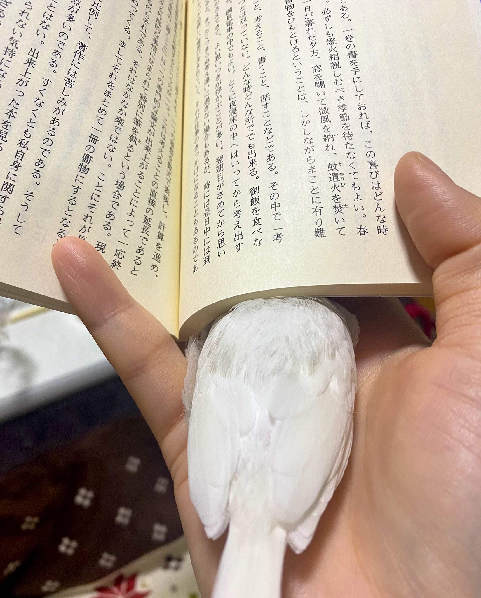 クリスティーヌ ヨーコ 白文鳥 を 探してます 背中に灰色の毛が少しあります 東京都 五反田 にて22年４月13日 水 に 文鳥 を 迷子 にしました 拡散 いただけると幸いです T Co Gn6kfuuhws Twitter