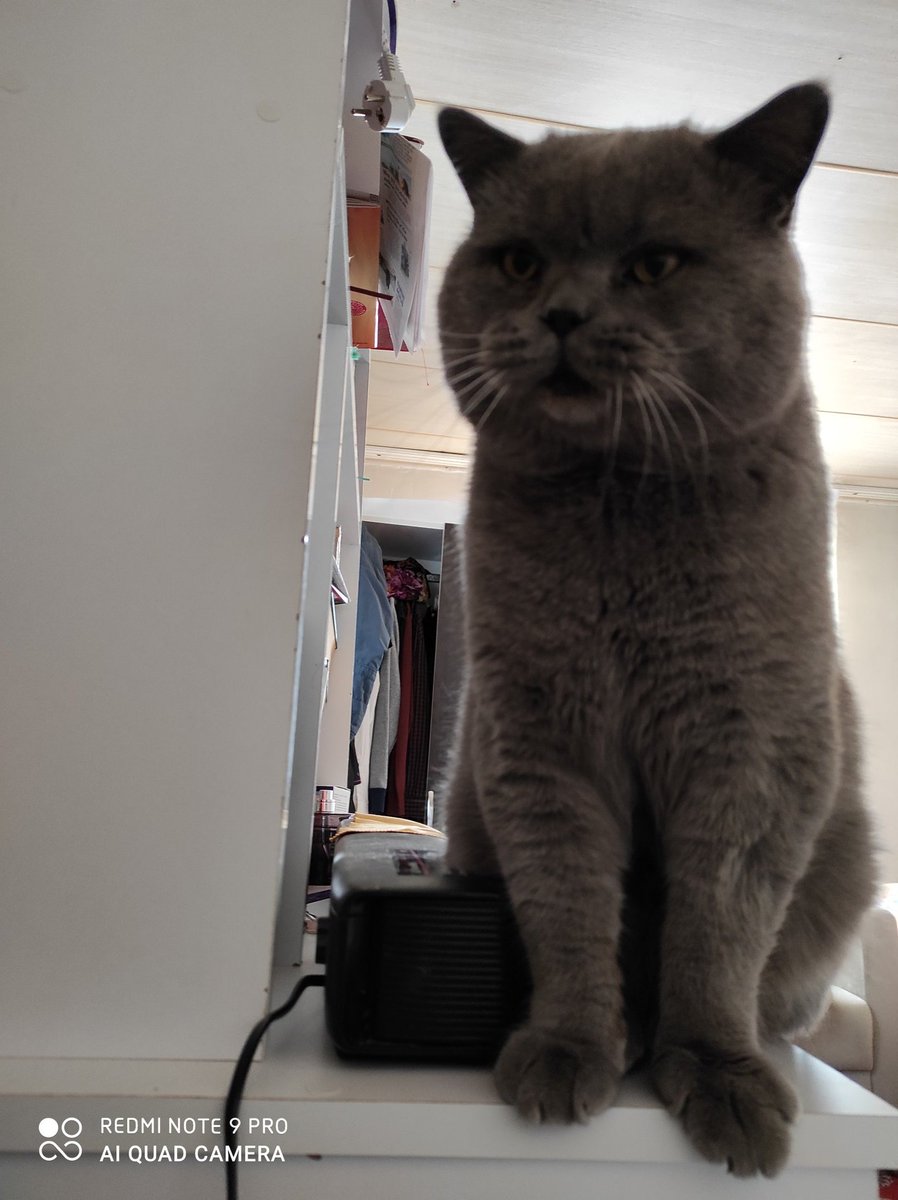 Uyandırma servisi 🐾 
Sigma kuralı : Sabahları gözünü sahibinden ayırma