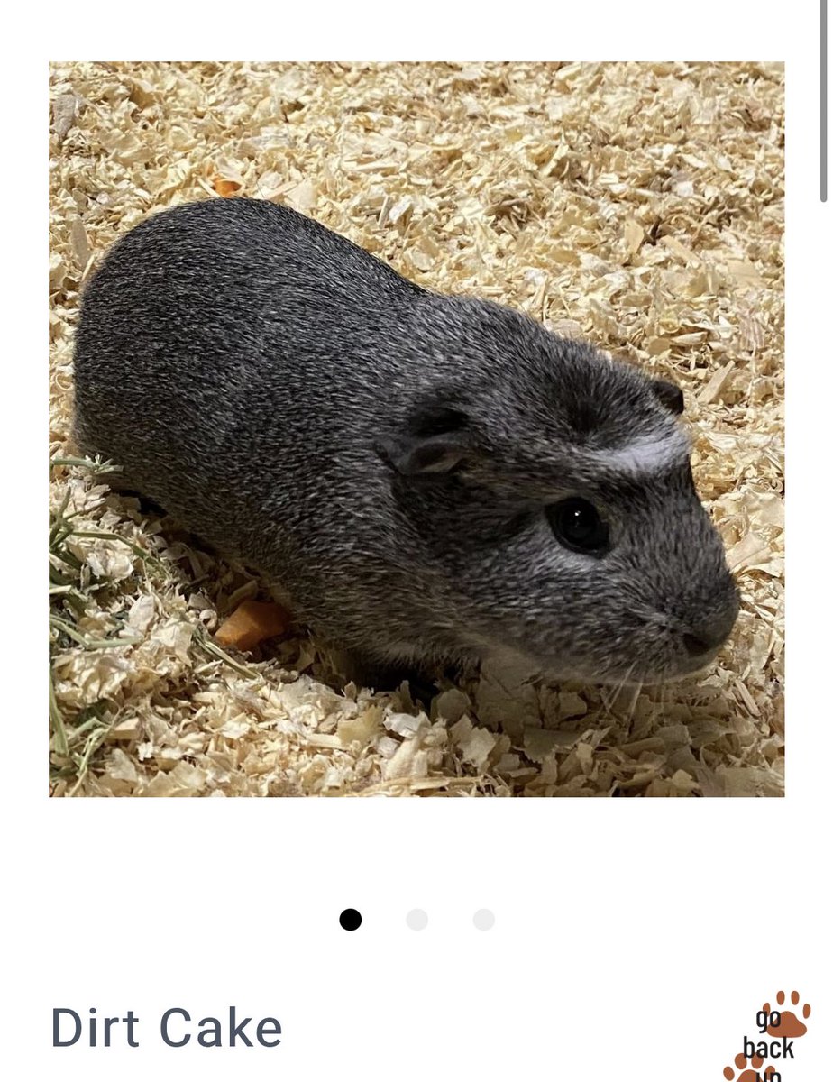 Apparently there is a Guinea pig named Dirt Cake up for adoption near me 
