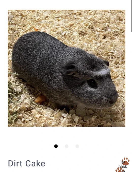 Apparently there is a Guinea pig named Dirt Cake up for adoption near me 