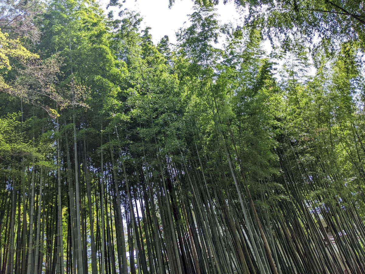 本日も天気が良く散策日和です。野外彫刻庭園やフランス館屋上には木内