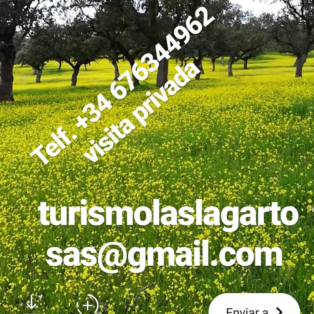 PRIMAVERA EN LA DEHESA DE LOS PEDROCHES, VEN A DISFRUTARLA🌼
🌳VISITA GUIADA A LA DEHESA DE LOS PEDROCHES, NATURALEZA Y GASTRONOMÍA I❤️JAMÓN 
🏡CASA RURAL, CORTIJO LAS LAGARTOSAS, con actividades de Agroturismo 
☎️#SPAIN (34) 676 34 49 62
🙄laslagartosas.es
#casarural