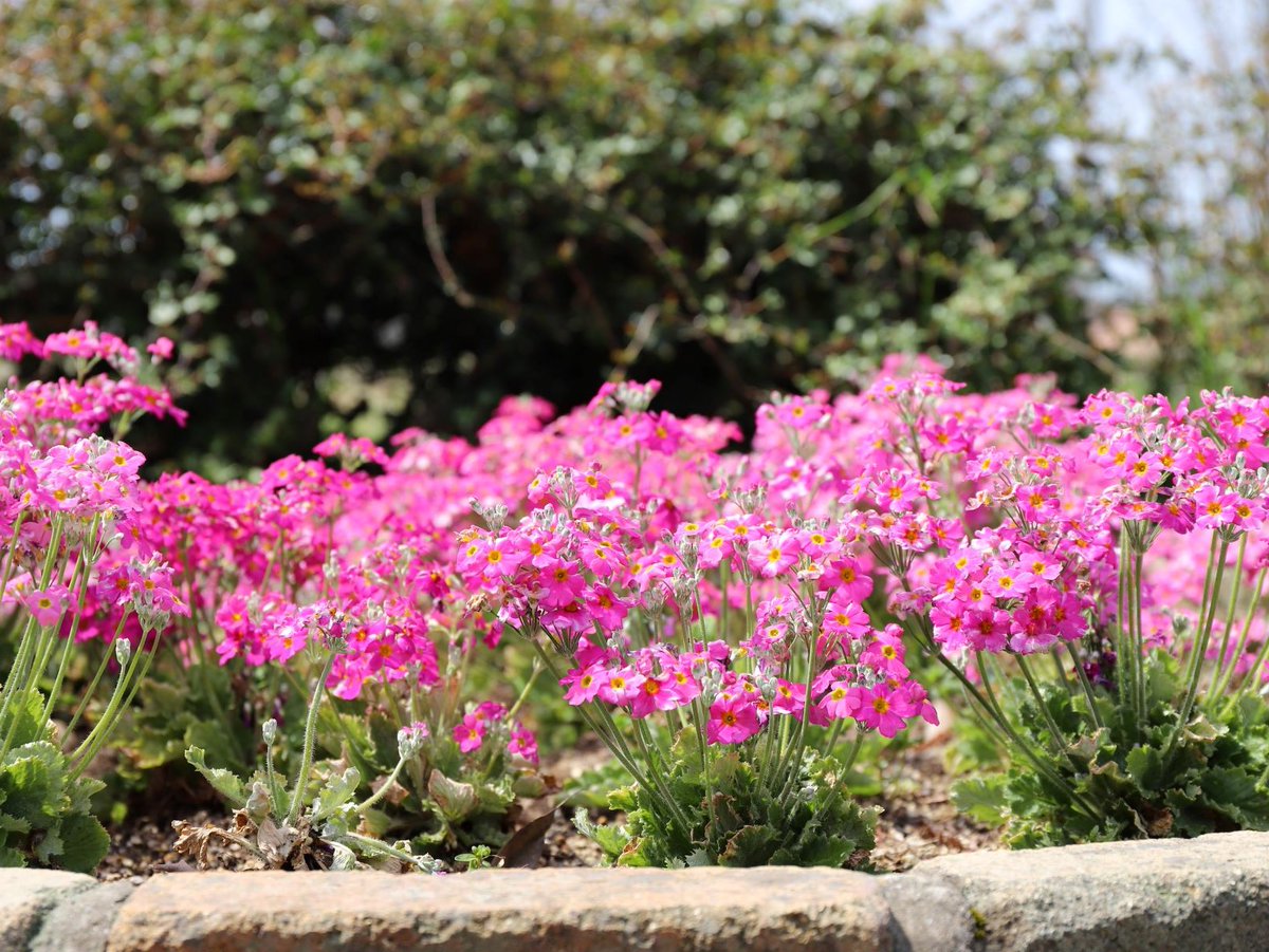 園路の花壇🍀 キレイに咲いたお花🌼 ポカポカ陽気✨ 天気の良い日は、 皆さんお外で気持ちよさそうに遊んでいる様子が見られて嬉しい😊