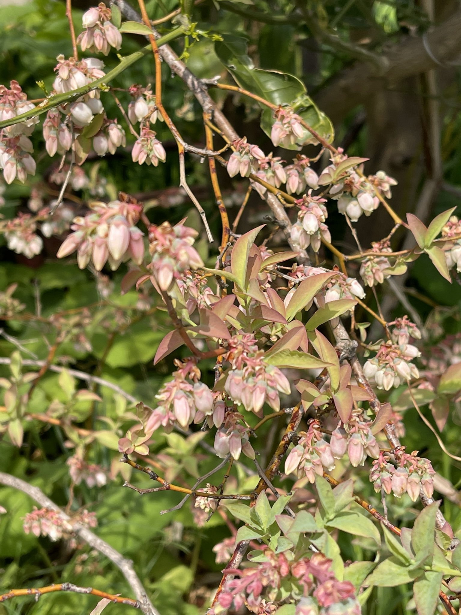 アリンコ ブルーベリー の花が満開でした 花言葉は 実りある人生 思いやり 今朝の花散歩 T Co 1acicyoxcq Twitter