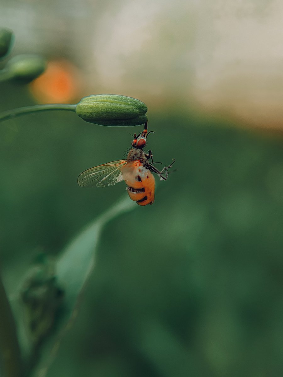 anaamfarooq's tweet photo. Macro shot ๐ค
.
.#shotonrealmex7max
.@realmecareIN @realmeIndia
@skyli_realme @realmeCreators @MadhavSheth1 @realmeTechLife @MacroPhotoFun @tripoto #realmeindia #realmeglobal #PhotoOfTheDay #photo https://t.co/BX512bnYwR