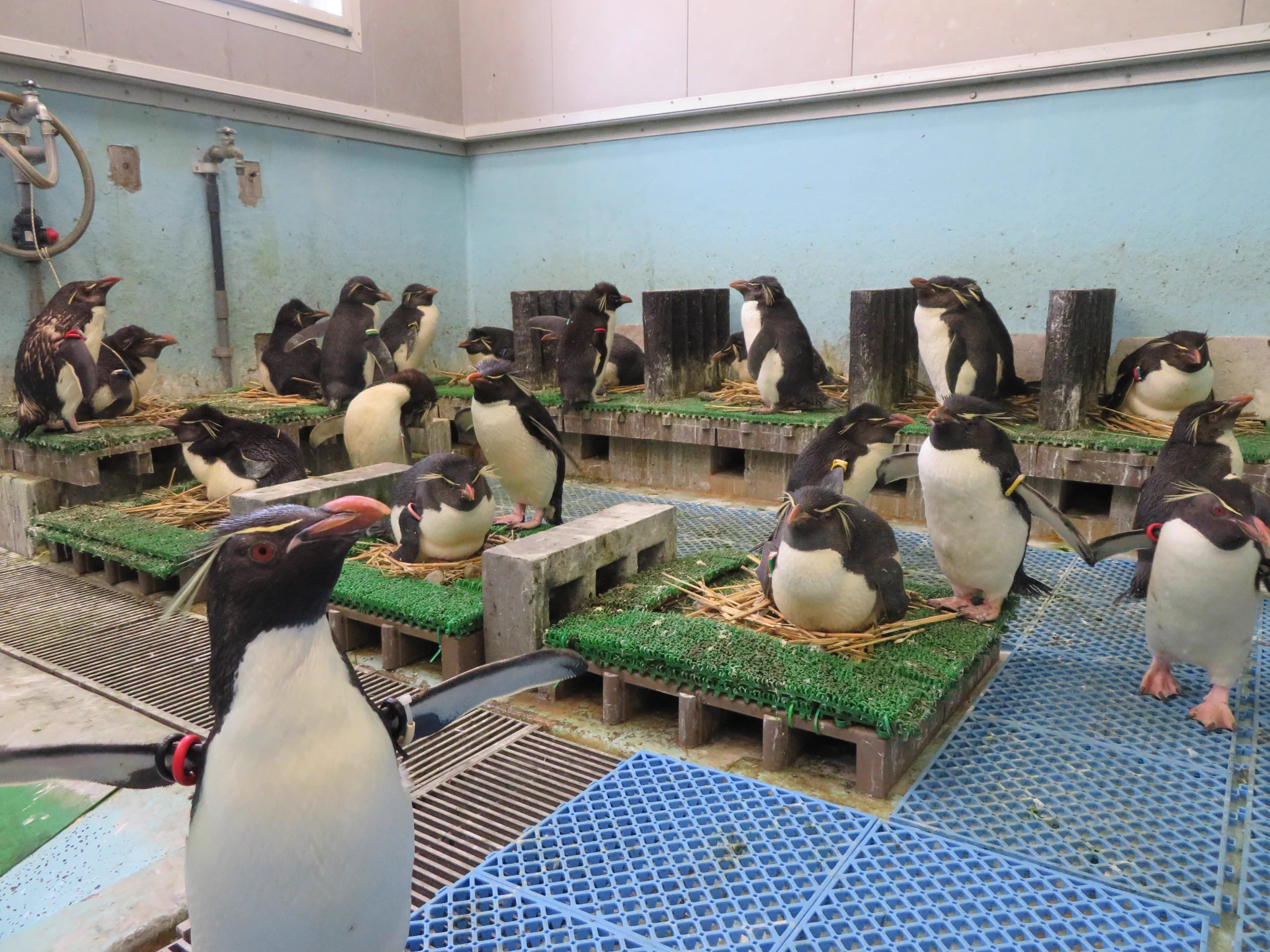 葛西臨海水族園［公式］ on X: 