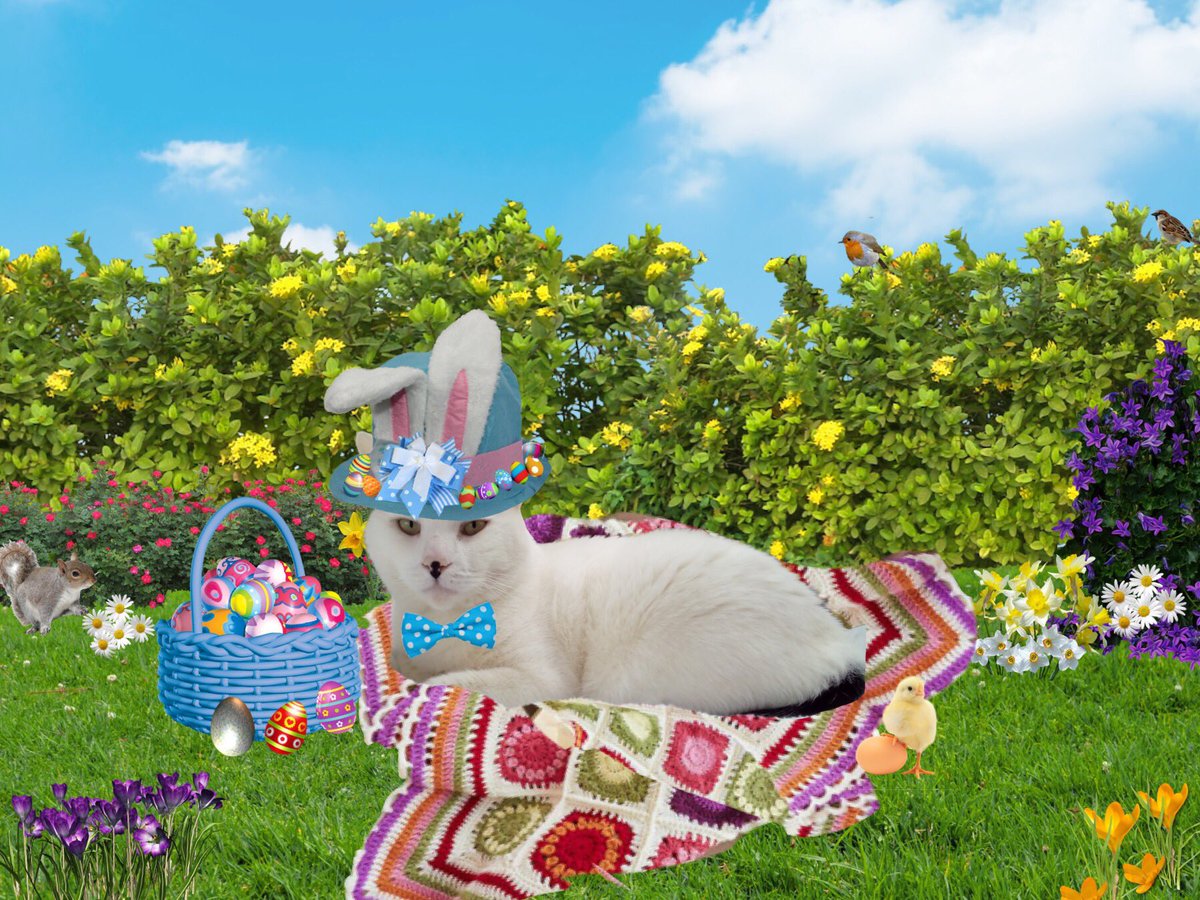 LisaCla29002177's tweet photo. @verypc #WinWithVeryPC ...not sure we gonna win Best Bunny Snowball 😜😜😜😜🙄🙄🙄🙄🐤🐤🐤🐤🐰🐰🐰🐰 Happy Easter https://t.co/hw4KDVjAZi