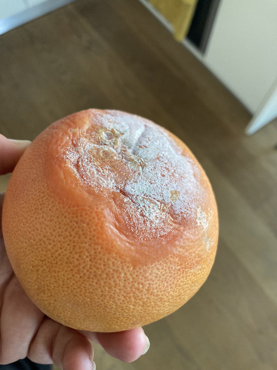 dogatamer's tweet photo. Çürük greyfurt göndermeyi nasıl başardınız acaba? 🙄 Hiç mi önüne arkasına bakmıyorsunuz? 😖 @MSanalMarket @Migros_Turkiye https://t.co/g1XGl0Prc7