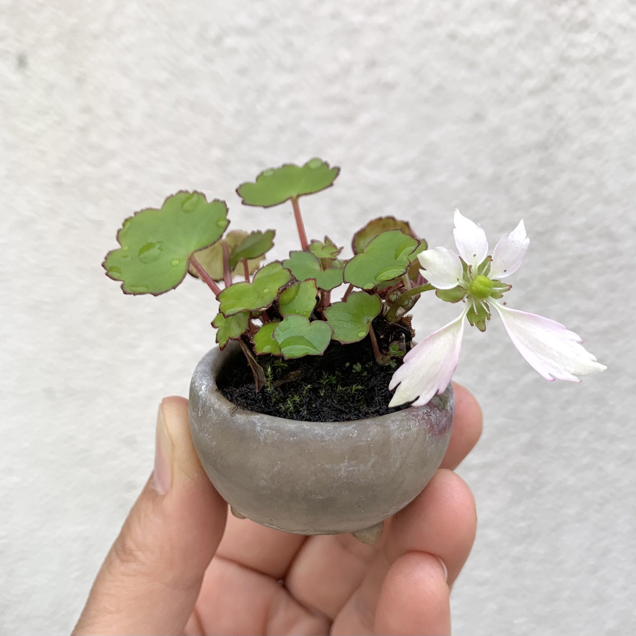 和雑貨と古本 旅猫雑貨店 みなさまコンニチワ 店先の大文字草 ダイモンジソウ の豆盆栽に花が咲いてました 花が 大 の字に似ているのでついた名前です お暑うございますが本日も１９時まで ご来店お待ちしています T Co Rh7raklolj