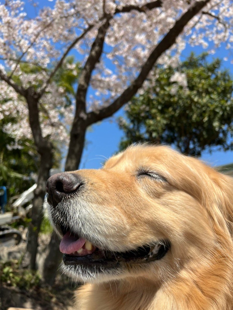 bnt_6262's tweet photo. 桜が満開なの一瞬だけだったねぇ🌸

#桜
#お散歩
#花より団子
#お花は食べないよ
#あろたん
#ゴールデンレトリバー
#あろたんろいたん
#犬好きさんと繋がりたい
#犬の居る暮らし
#goldenretriever https://t.co/404WQDlFE7