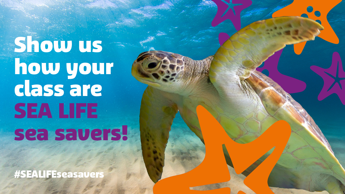 SEALIFE Schools tweet media