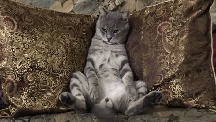 Samir_Zoltrix's tweet photo. @mehmettmurattt Halkım adına teşekkür ederim. ❤️🇹🇷❤️🐈/ Kral Zoltrix
#zoltrix https://t.co/GfPAWQwetD