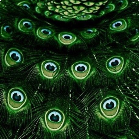 emtcbd's tweet photo. Fun fact:
I’ve made a life goal to own a 🦚 peacock. I’ve been fascinated by them my entire life. I have a bed side lamp in the shape of a sitting peacock. If you happen to see a cool picture of a 🦚, know any fun facts about 🦚, or just want to share in a mutual admira https://t.co/YNS9eVyU5f