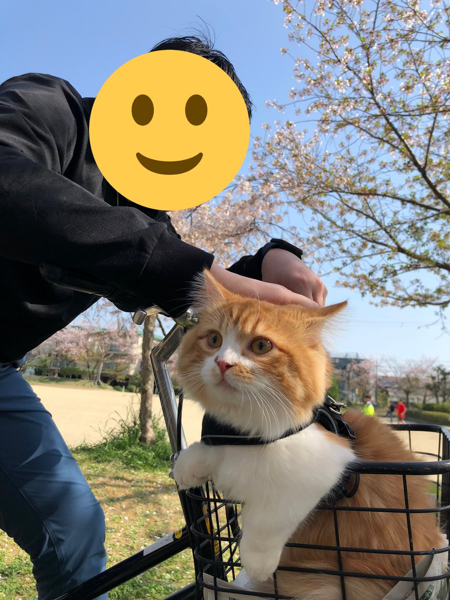 noko_827's tweet photo. ride on ままちゃり！！！

#ミヌエット #マンチカン ＃ペルシャ 
#ねこ #お花見 #猫好きな人と繋がりたい #猫のいる暮らし https://t.co/Ogjsptu8O0