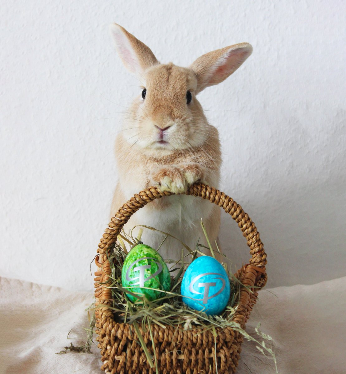 TAIFUN_Software's tweet photo. Das TAIFUN-Team wünscht Euch allen frohe Ostern! 💐🐰
#taifunsoftware #taifun #software #handwerkersoftware #handwerkerapp #handwerk #ostern #osterhase #froheostern https://t.co/GnJgoy44Rc