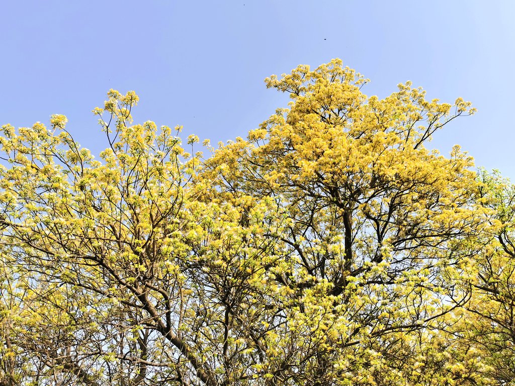delhitrees's tweet photo. Nothing can equal the beauty of Barna (Crateva religiosa) trees when they cover themselves with extraordinarily beautiful &amp; fragrant flowers! https://t.co/vNLXhbkzk4