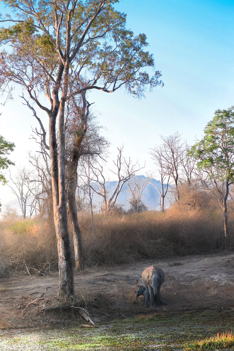 Arvindkarthik11's tweet photo. Gm ✨ a colourful morning from @Bandipur_TR  

Show me ur colourful morning pictures 

#NFTCommunity #nftfam #NFTs #elephant #NFTartist https://t.co/A4NPBIxDHG
