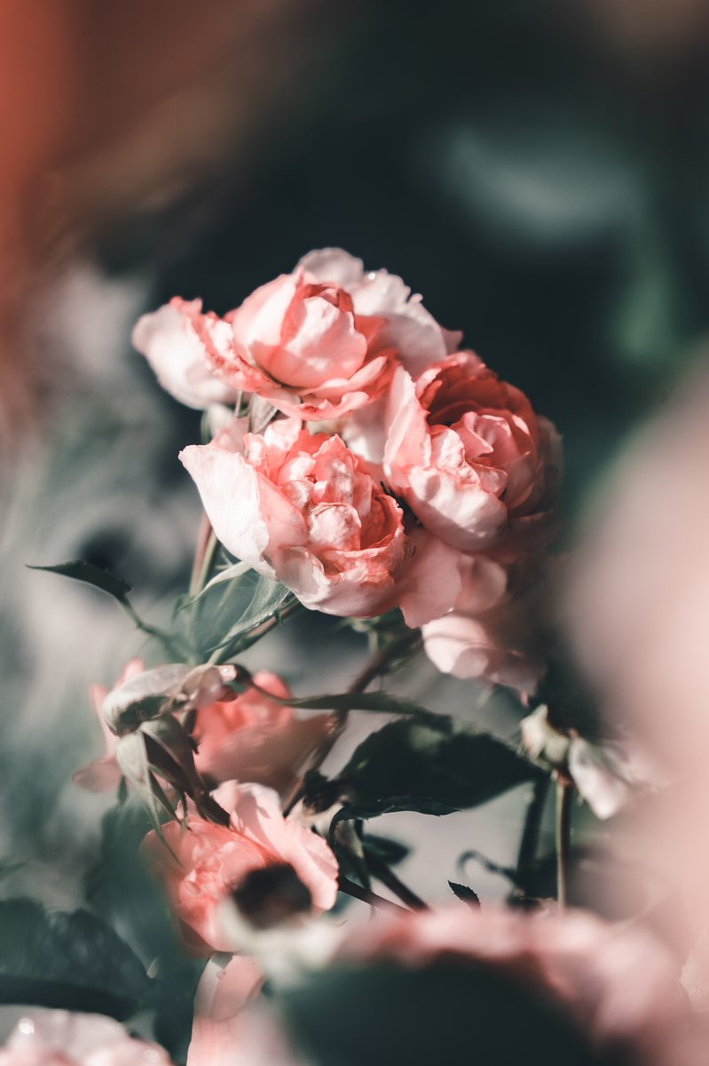 花と童話の世界