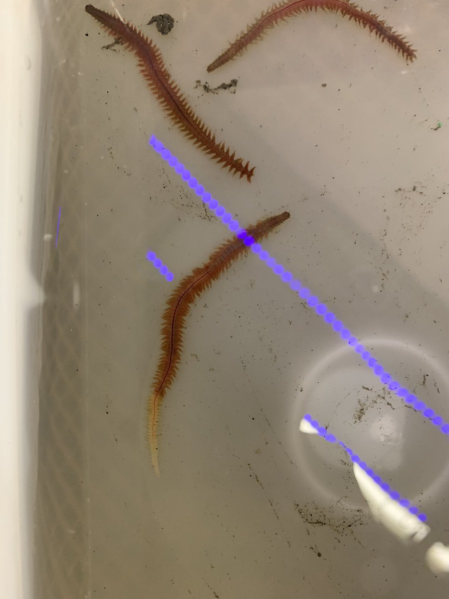 sanders_trystan's tweet photo. Assessing behavioral and physiological traits in benthic infauna. See the ragworm in the right photo has regenerated its tail?
#marineecology #biology #science #acamedia #marinebiology #invertebrates https://t.co/fVTbAbn65j