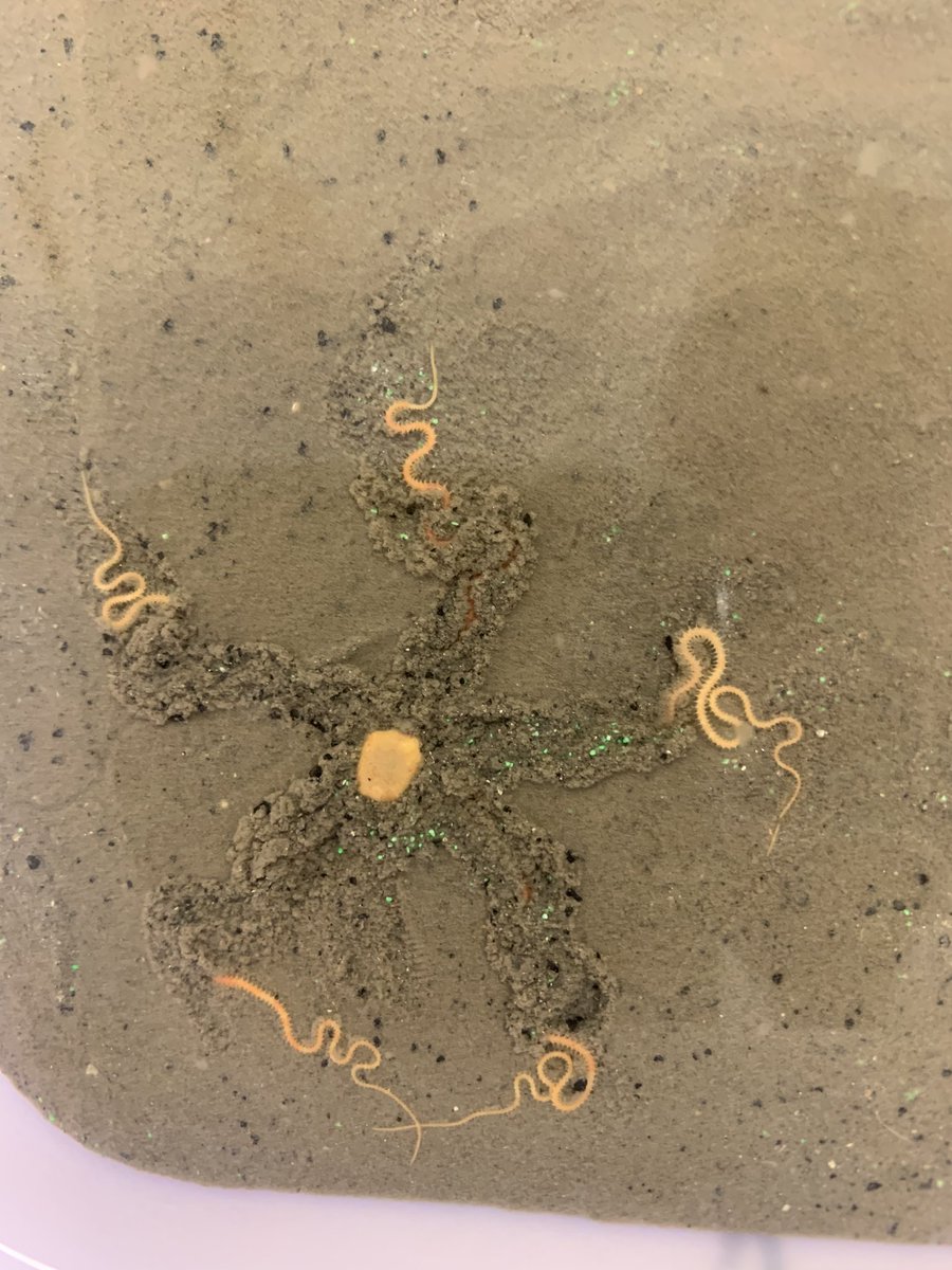 sanders_trystan's tweet photo. Assessing behavioral and physiological traits in benthic infauna. See the ragworm in the right photo has regenerated its tail?
#marineecology #biology #science #acamedia #marinebiology #invertebrates https://t.co/fVTbAbn65j