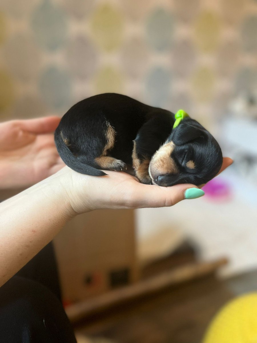 heather_pne's tweet photo. So this happened just over a week ago we have puppies 😍🐾❤️💙 #Dachshundpuppies #Puppies #adorable #inlove #dogs #cute #Dachshund #dogsoftwitter #dogslife https://t.co/anexccPFkb