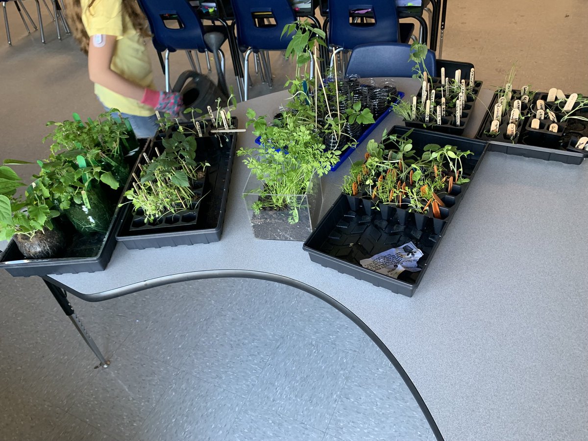 MsDacchille's tweet photo. After rainy days last week it felt GREAT to get the Garden Club outside on a beautiful day! We have a wonderful group, working hard to create a beautiful garden 🤩 @KellyNewcomb8 @mollyjin3 @FarrellsClass @INT_PRINCIPAL https://t.co/9QariOHN1o