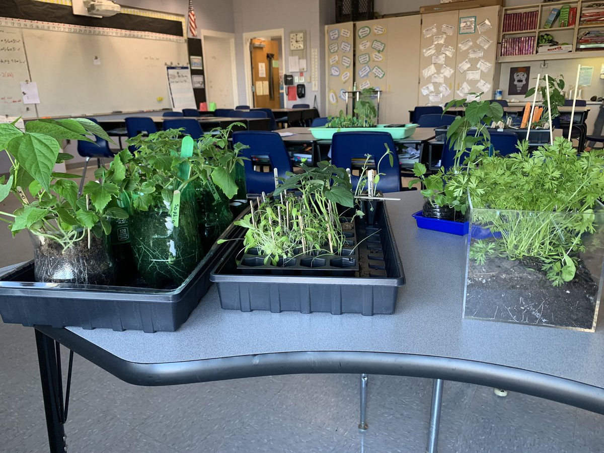 MsDacchille's tweet photo. After rainy days last week it felt GREAT to get the Garden Club outside on a beautiful day! We have a wonderful group, working hard to create a beautiful garden 🤩 @KellyNewcomb8 @mollyjin3 @FarrellsClass @INT_PRINCIPAL https://t.co/9QariOHN1o