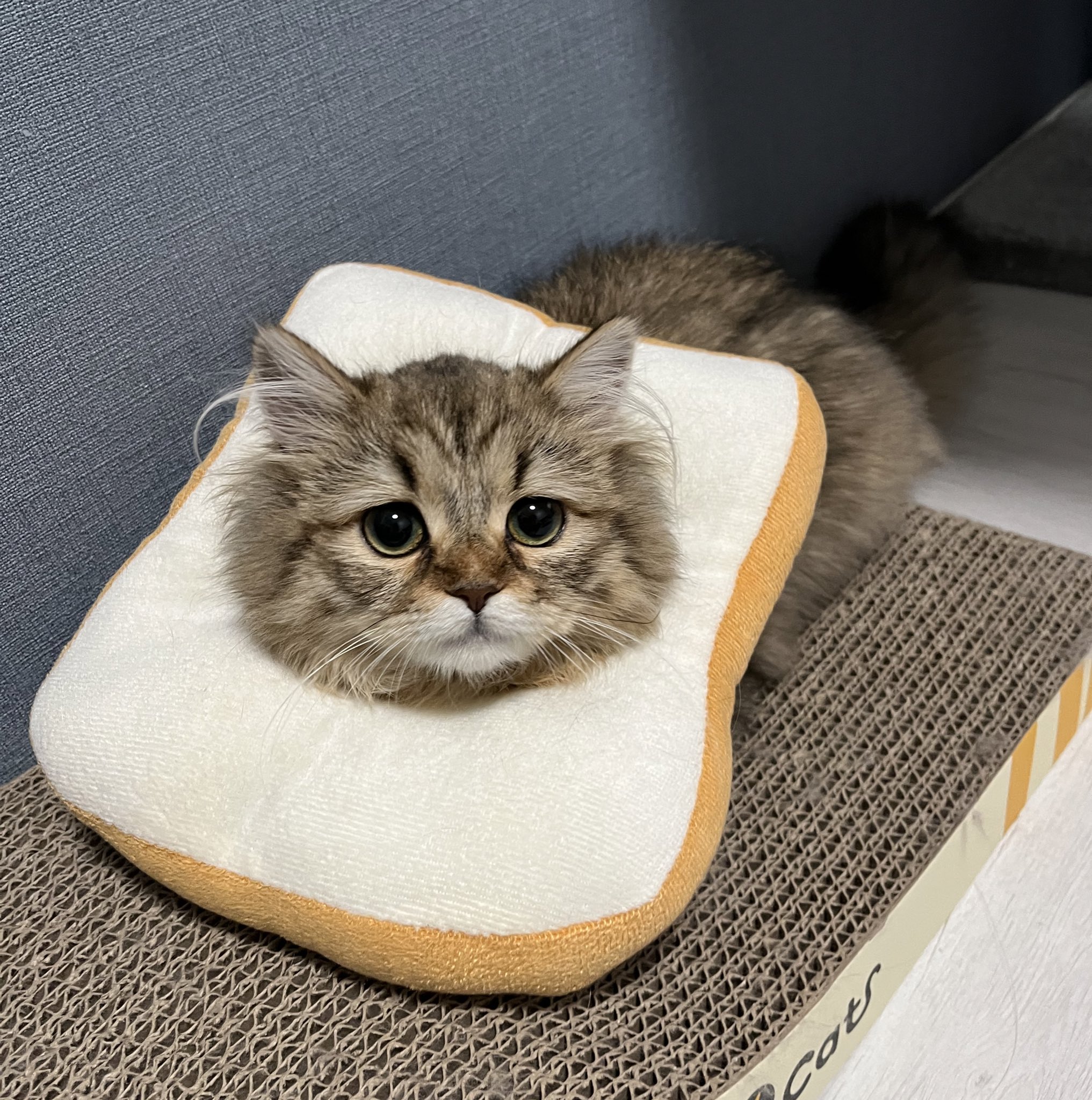 おこげ サイベリアン かわいい 猫 サイベリアン 猫のいるくらし T Co O8wchyqzwx Twitter おこげ サイベリアン かわいい 猫 サイベリアン 猫のいるくらし T Co O8wchyqzwx Twitter