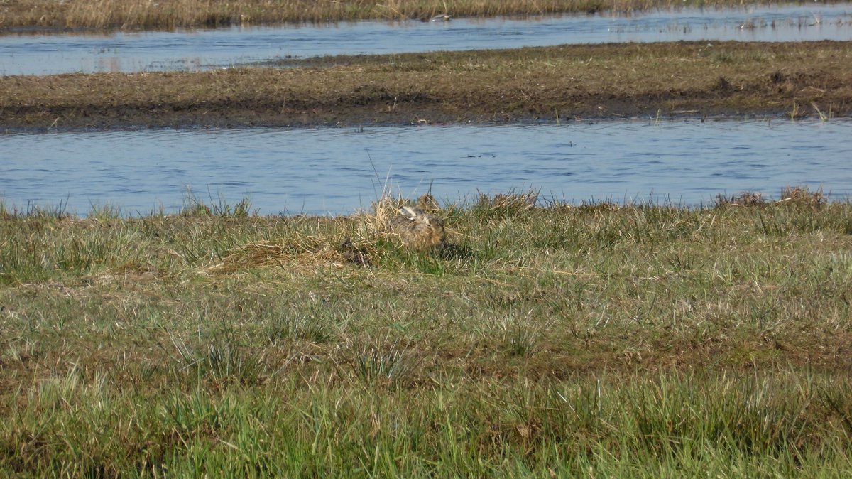 Hazeslaapje... #haas